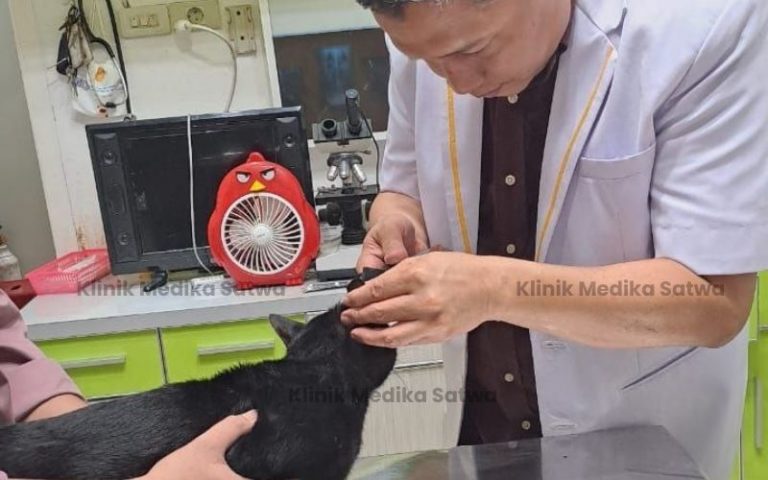 dokter hewan lubuklinggau