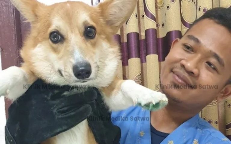 dokter hewan lubuklinggau