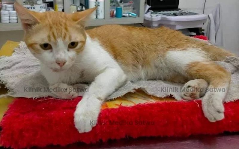 pet hotel lubuklinggau