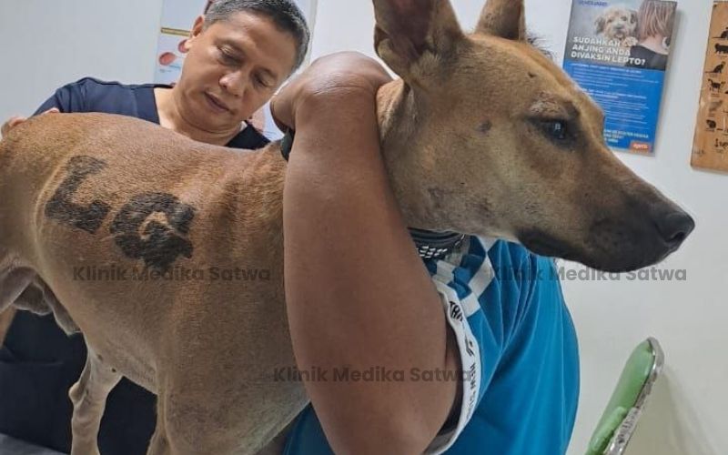 dokter hewan lubuklinggau