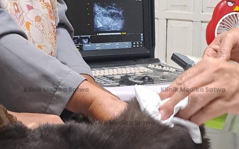 dokter hewan lubuklinggau