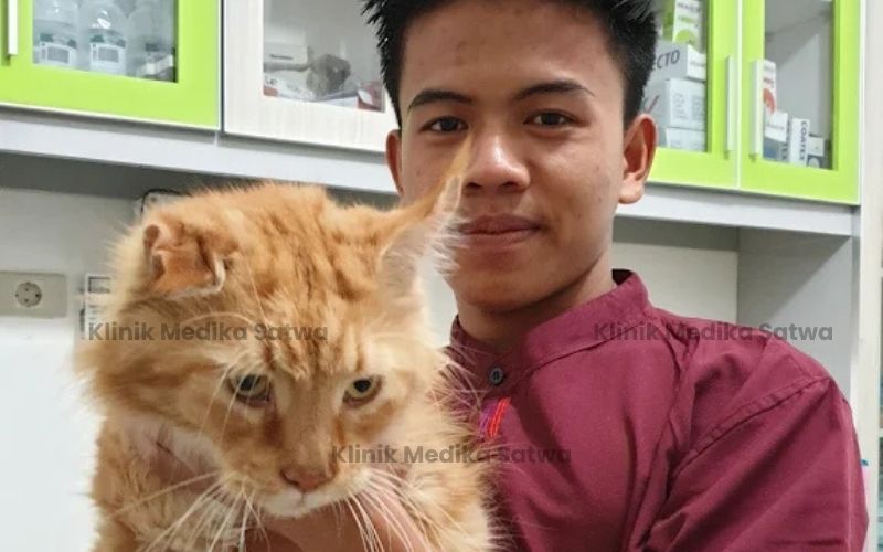 dokter hewan lubuklinggau